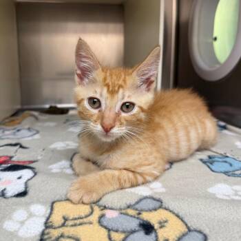 Chucky -  Domestic Short Hair Cat for Adoption in Newark, New Jersey - Chucky | PetCurious