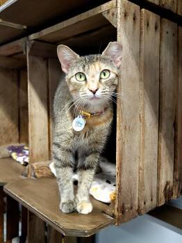 Brown Betty -  Domestic Short Hair Cat for Adoption in Grand Rapids, Michigan - Brown Betty | PetCurious