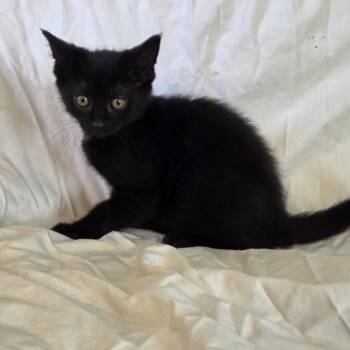 Petunia -  Domestic Short Hair Cat for Adoption in Granville, Ohio - Petunia | PetCurious