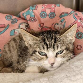 Perdy -  American Shorthair Cat for Adoption in Freeport, Florida - Perdy | PetCurious
