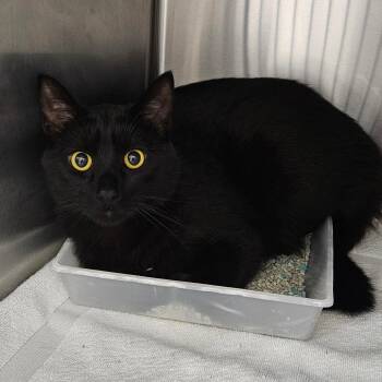 Chico -  Domestic Long Hair Cat for Adoption in Oneonta, New York - Chico | PetCurious