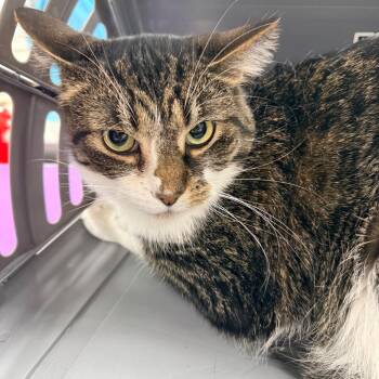 Domestic Short Hair Cats Available for Adoption - Mr. Waffle | PetCurious