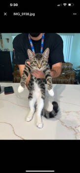 Rescue Domestic Short Hair Cats for Adoption in Gardena, California - Tuco Jr | PetCurious