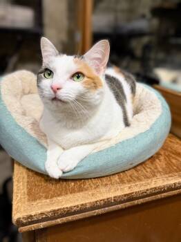 Rescue Domestic Short Hair Cats for Adoption in Syosset, New York - Charlotte | PetCurious