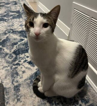 Rescue Domestic Short Hair Cats for Adoption in Richmond Hill, Ontario - Oreo (+ Minnie) | PetCurious