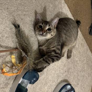American Shorthair Cats Available for Adoption in Mountain Home, Arkansas - Sadie | PetCurious