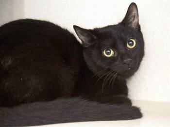 LUIGI -  Domestic Short Hair Cat for Adoption in Phoenix, Arizona - LUIGI | PetCurious