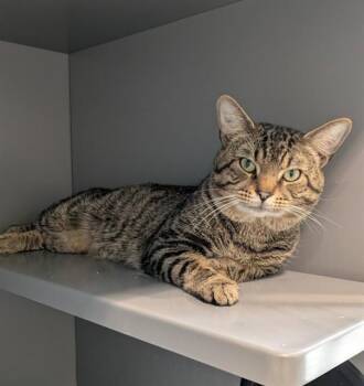 Domestic Short Hair Cats Available for Adoption in Leesburg, Virginia - PRETZEL | PetCurious