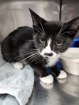 MIATA -  Domestic Short Hair Cat for Adoption in Killeen, Texas - MIATA | PetCurious