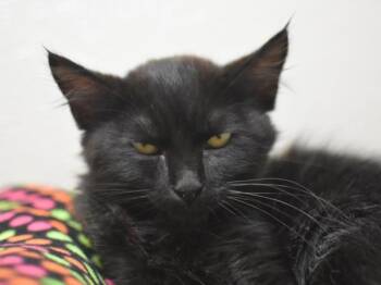 George -  Domestic Medium Hair Cat for Adoption in Portland, Oregon - George | PetCurious