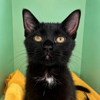Flicka -  Domestic Short Hair Cat for Adoption in Pontiac, Michigan - Flicka | PetCurious