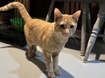 Rescue Domestic Short Hair Cats for Adoption in Burton, Michigan - Muenster | PetCurious