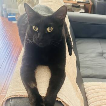 Evie -  American Shorthair and Domestic Short Hair Cat for Adoption in Sacramento, California - Evie | PetCurious