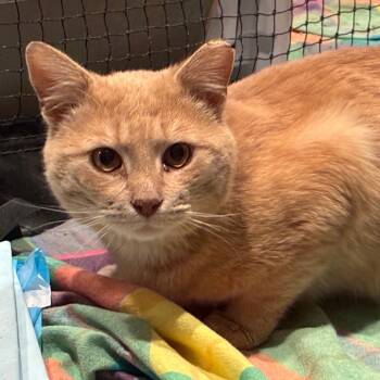 Domestic Short Hair Cats Available for Adoption in Abingdon, Maryland - BCAS Henry | PetCurious