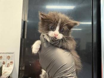 Domestic Medium Hair Cats Available for Adoption in Thousand Palms, California - DEAN | PetCurious