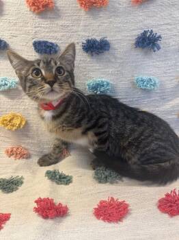 Helen -  Domestic Short Hair Cat for Adoption in Denham Springs, Louisiana - Helen | PetCurious