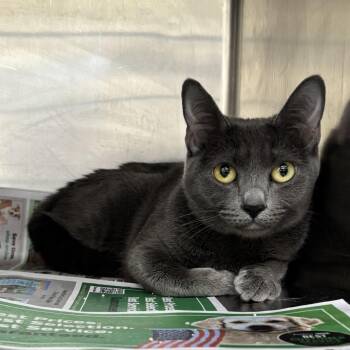 Rescue Domestic Short Hair Cats for Adoption in Auburn, Alabama - Shirley | PetCurious