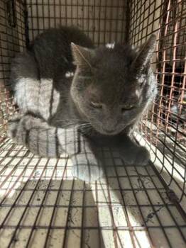 Domestic Short Hair Cats Available for Adoption in West Palm Beach, Florida - GRAYBABIE | PetCurious