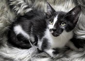 Domestic Short Hair and Tuxedo Cats Available for Adoption - Spring Roll | PetCurious