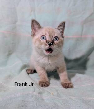 Frank Jr -  Domestic Short Hair Cat Available for Adoption in Emerald Isle, North Carolina - Frank Jr | PetCurious