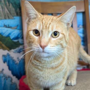 Domestic Short Hair Cats Available for Adoption - Freyr | PetCurious