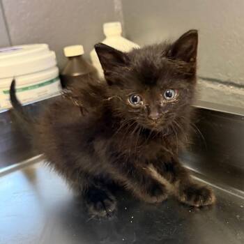 Domestic Short Hair Cats Available for Adoption in Tuscaloosa, Alabama - TUSC-Stray-84069 | PetCurious
