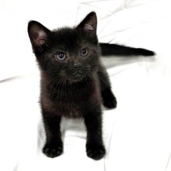 Slim -  Domestic Short Hair Cat Available for Adoption in Michigan City, Indiana - Slim | PetCurious