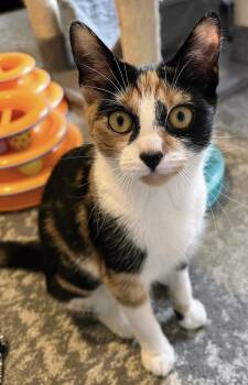 Daphne -  Calico Cat for Adoption in Allentown, New Jersey - Daphne | PetCurious