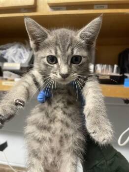 COBALT -  Domestic Short Hair Cat for Adoption in Tallahassee, Florida - COBALT | PetCurious