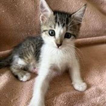 Squeaky -  Domestic Short Hair Cat for Adoption in Sunrise, Florida - Squeaky | PetCurious