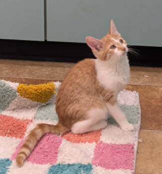 Purrleen -  Domestic Short Hair Cat for Adoption in South Bend, Indiana - Purrleen | PetCurious
