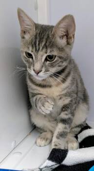 Bellatrix -  Domestic Short Hair Cat for Adoption in Youngtown, Arizona - Bellatrix | PetCurious