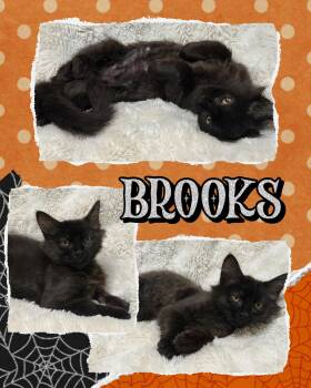 Brooks -  Domestic Medium Hair Cat for Adoption in Pasco, Washington - Brooks | PetCurious