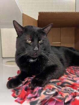 Domestic Short Hair Cats Available for Adoption - Chief Mate Gary | PetCurious