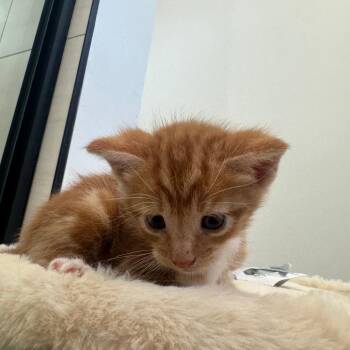 Domestic Short Hair Cats Available for Adoption in Fort Lauderdale, Florida - Skenes | PetCurious