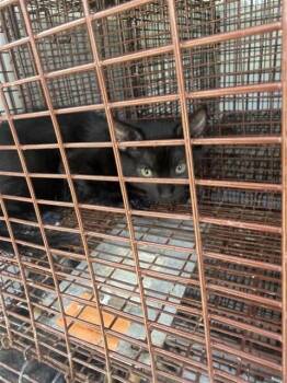 A661814 -  Domestic Short Hair Cat for Adoption in Houston, Texas - A661814 | PetCurious
