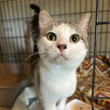 Ben -  Domestic Short Hair Cat for Adoption in Valdosta, Georgia - Ben | PetCurious