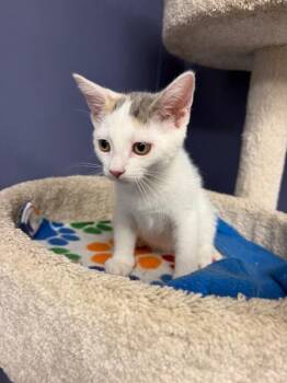 Audra -  Domestic Short Hair Cat for Adoption in Belton, Missouri - Audra | PetCurious