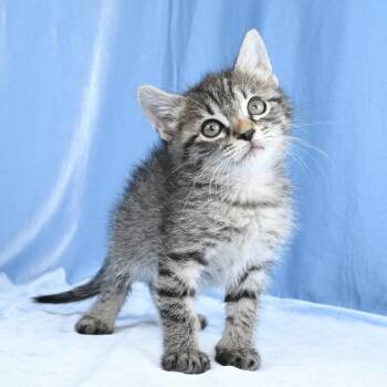 Dex -  Domestic Short Hair Cat for Adoption in Mobile, Alabama - Dex | PetCurious
