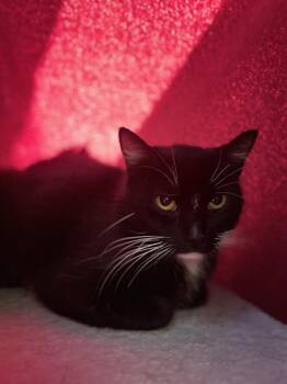 Domestic Medium Hair Cats Available for Adoption in Chula Vista, California - KIREI | PetCurious