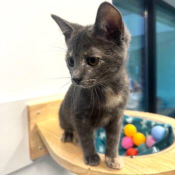 Sadie -  Domestic Short Hair Cat for Adoption in Wheeling, Illinois - Sadie | PetCurious