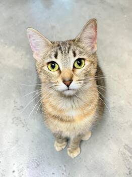 Mamma Kitty -  Domestic Short Hair Cat for Adoption in Austin, Texas - Mamma Kitty | PetCurious