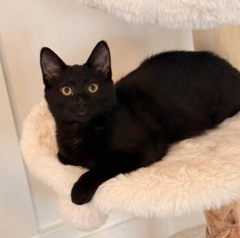 Betsy Ross -  Domestic Medium Hair Cat for Adoption in Millcreek, Utah - Betsy Ross | PetCurious