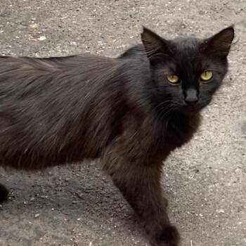 Cheese -  Domestic Medium Hair Cat for Adoption in Los Angeles, California - Cheese | PetCurious