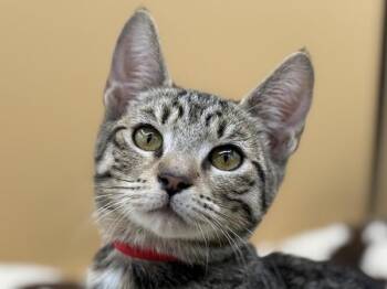 Camilla -  Domestic Short Hair Cat for Adoption in Portland, Oregon - Camilla | PetCurious