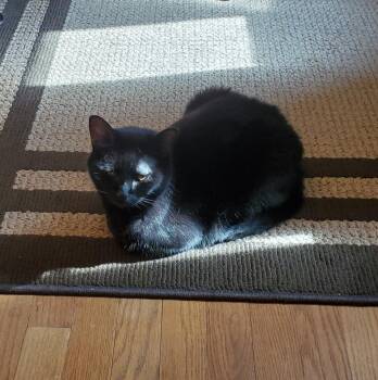 Rachel -  Domestic Short Hair Cat for Adoption in Cincinnati, Ohio - Rachel | PetCurious
