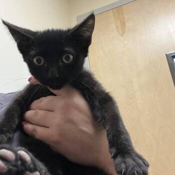 Cooper -  Domestic Short Hair Cat for Adoption in Sonoma, California - Cooper | PetCurious