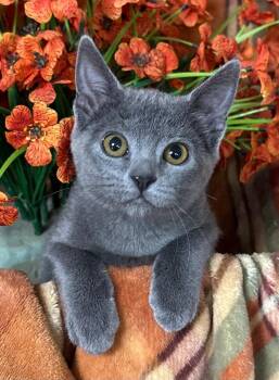 (KO) 5/23/26 Tig -  Domestic Short Hair Cat for Adoption in Stillwater, Oklahoma - (KO) 5/23/26 Tig | PetCurious