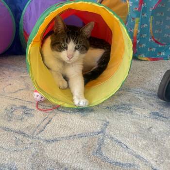 Domestic Short Hair Cats Available for Adoption in Huntsville, Alabama - Mr. Mikey | PetCurious