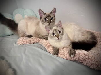 Rescue Snowshoe and Domestic Long Hair Cats for Adoption in Long Beach, California - Pip & Poppie | PetCurious